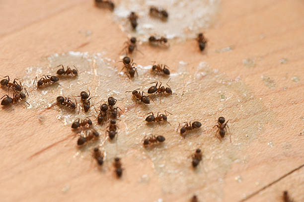 Best Residential Pest Control  in La Porte, TX