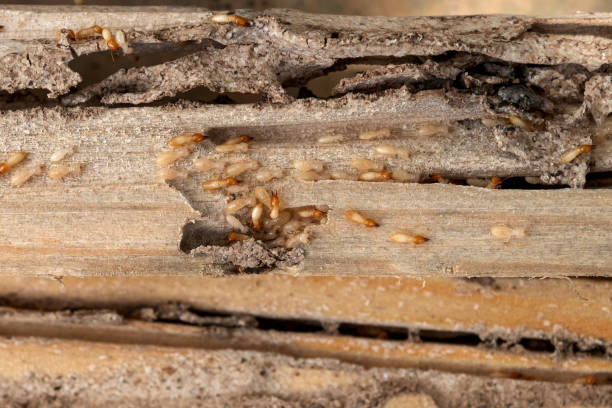 Best Bed Bug Extermination  in La Porte, TX